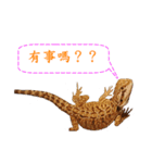 P.Vitticeps-one（個別スタンプ：6）