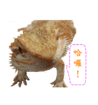 P.Vitticeps-one（個別スタンプ：7）