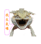 P.Vitticeps-one（個別スタンプ：8）