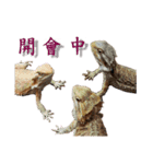 P.Vitticeps-one（個別スタンプ：9）