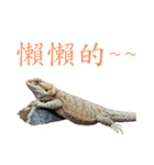 P.Vitticeps-one（個別スタンプ：11）