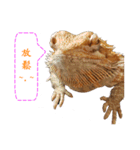 P.Vitticeps-one（個別スタンプ：12）