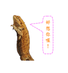 P.Vitticeps-one（個別スタンプ：13）