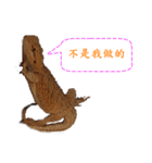P.Vitticeps-one（個別スタンプ：14）