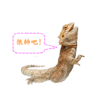 P.Vitticeps-one（個別スタンプ：15）