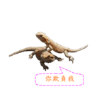 P.Vitticeps-one（個別スタンプ：21）
