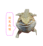 P.Vitticeps-one（個別スタンプ：23）