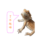 P.Vitticeps-one（個別スタンプ：24）