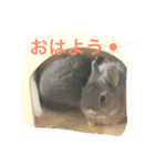 うさぎ好き用（個別スタンプ：1）