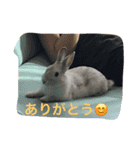 うさぎ好き用（個別スタンプ：3）