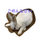 うさぎ好き用（個別スタンプ：4）