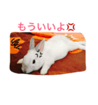 うさぎ好き用（個別スタンプ：6）