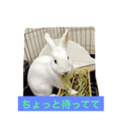 うさぎ好き用（個別スタンプ：7）