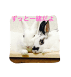 うさぎ好き用（個別スタンプ：8）