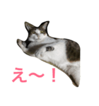 ぐり＆ぐら（個別スタンプ：3）