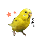 セキセイインコのぽんちゃん（個別スタンプ：1）