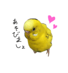 セキセイインコのぽんちゃん（個別スタンプ：2）