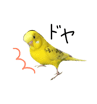 セキセイインコのぽんちゃん（個別スタンプ：4）