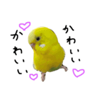 セキセイインコのぽんちゃん（個別スタンプ：5）