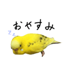 セキセイインコのぽんちゃん（個別スタンプ：6）