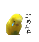 セキセイインコのぽんちゃん（個別スタンプ：7）