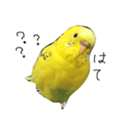 セキセイインコのぽんちゃん（個別スタンプ：8）