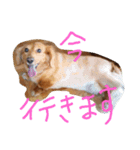 かわゆいナナちゃん（個別スタンプ：7）