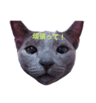 AOkun the russianblue  1《ベビー碧くん》（個別スタンプ：10）