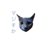 AOkun the russianblue  1《ベビー碧くん》（個別スタンプ：18）