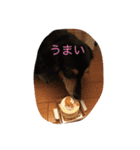 ♡小次郎♡（個別スタンプ：3）