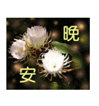 Flower language Colorful（個別スタンプ：3）