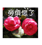 Flower language Colorful（個別スタンプ：6）