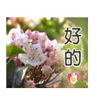 Flower language Colorful（個別スタンプ：8）