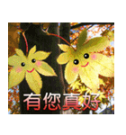 Flower language Colorful（個別スタンプ：10）