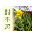 Flower language Colorful（個別スタンプ：12）
