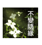 Flower language Colorful（個別スタンプ：16）