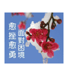 Flower language Colorful（個別スタンプ：17）