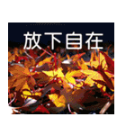 Flower language Colorful（個別スタンプ：19）