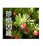 Flower language Colorful（個別スタンプ：21）