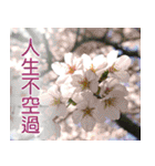 Flower language Colorful（個別スタンプ：22）