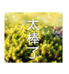 Flower language Colorful（個別スタンプ：35）