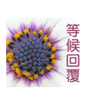 Flower language Colorful（個別スタンプ：38）