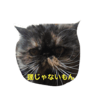 ペルシャ♀のダイアンです（個別スタンプ：2）