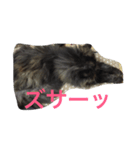 ペルシャ♀のダイアンです（個別スタンプ：3）
