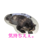 ペルシャ♀のダイアンです（個別スタンプ：4）