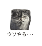 ペルシャ♀のダイアンです（個別スタンプ：5）