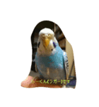 インコの虜の虜（個別スタンプ：1）