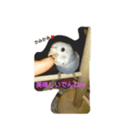 インコの虜の虜（個別スタンプ：2）