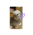 インコの虜の虜（個別スタンプ：3）