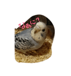 インコの虜の虜（個別スタンプ：5）
